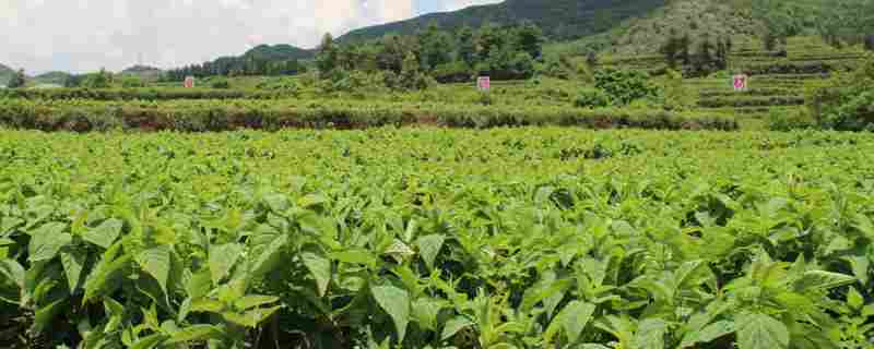 适合山区种植的20个药材品种(山区能种什么名贵中药材)